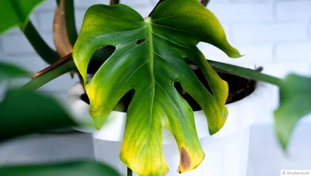 Bouture de monstera : quand et comment bouturer un monstera ?