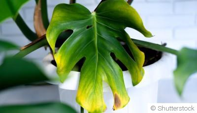 Bouture de monstera : quand et comment bouturer un monstera ?