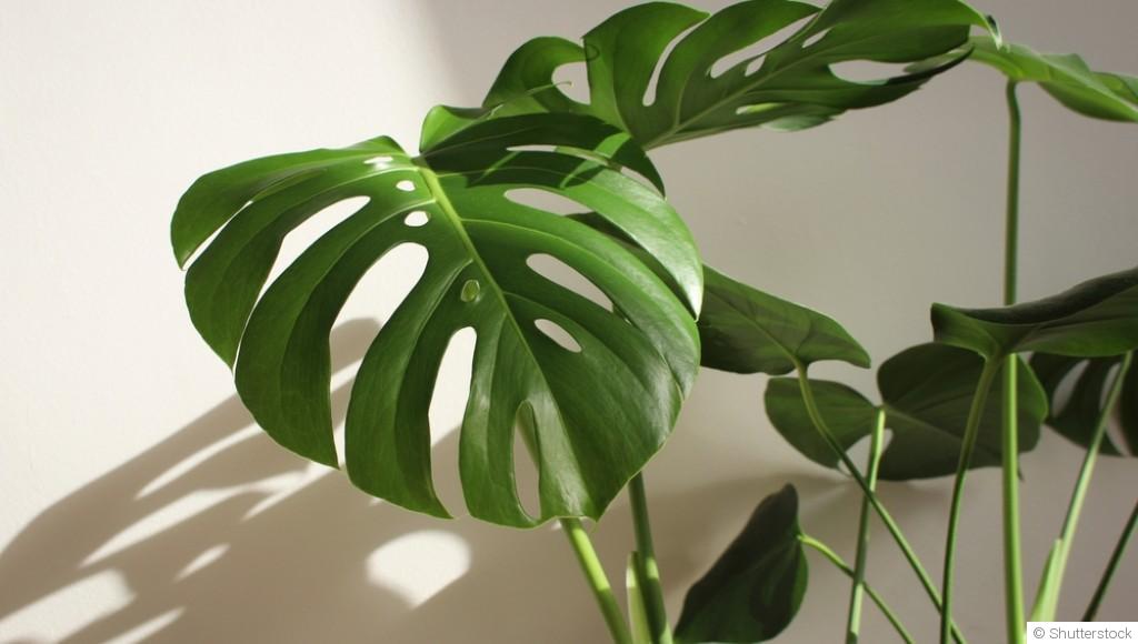 Bouture de monstera deliciosa : quand et comment bouturer un monstera deliciosa ?
