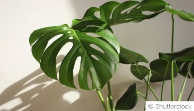 Bouture de monstera deliciosa : quand et comment bouturer un monstera deliciosa ?