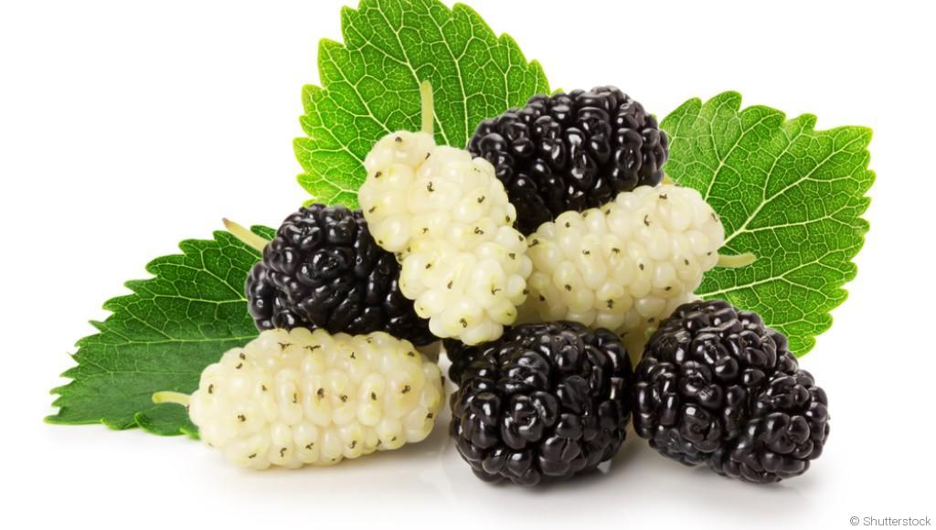 Bouture de mûrier : quand et comment bouturer un murier ?