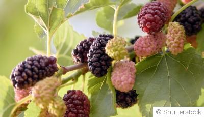 Bouture de murier platane : quand et comment bouturer un murier platane ?