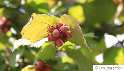 Bouture de noisetier : quand et comment bouturer un noisetier ?