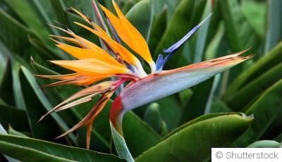 Bouture d\'oiseau de paradis : quand et comment bouturer un oiseau de paradis ?