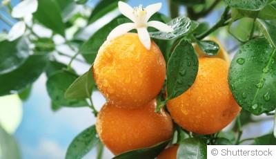 Bouture d\'oranger (orange) : quand et comment bouturer un oranger ?