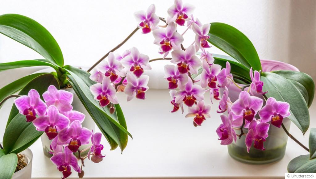 Bouture d\'orchidée : quand et comment bouturer une orchidée ?