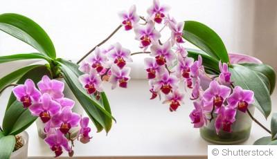 Bouture d\'orchidée : quand et comment bouturer une orchidée ?