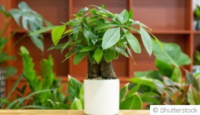 Bouture de pachira : quand et comment bouturer un pachira ?