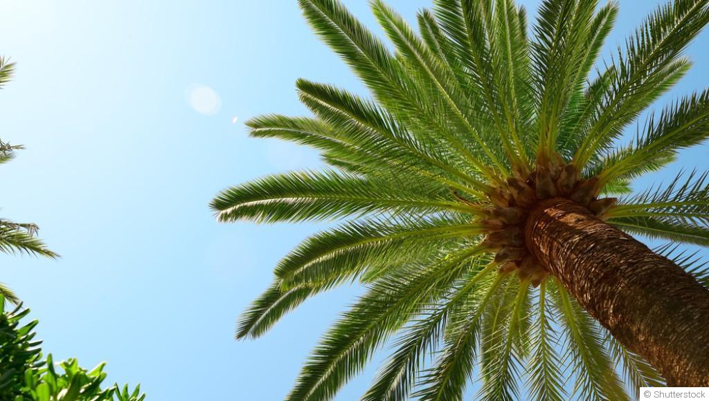 Bouture de palmier : quand et comment bouturer un palmier ?