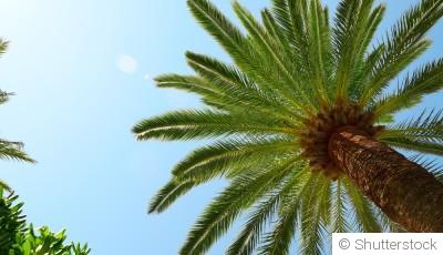 Bouture de palmier : quand et comment bouturer un palmier ?