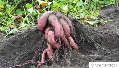 Bouture de patate douce : quand et comment bouturer une patate douce ?