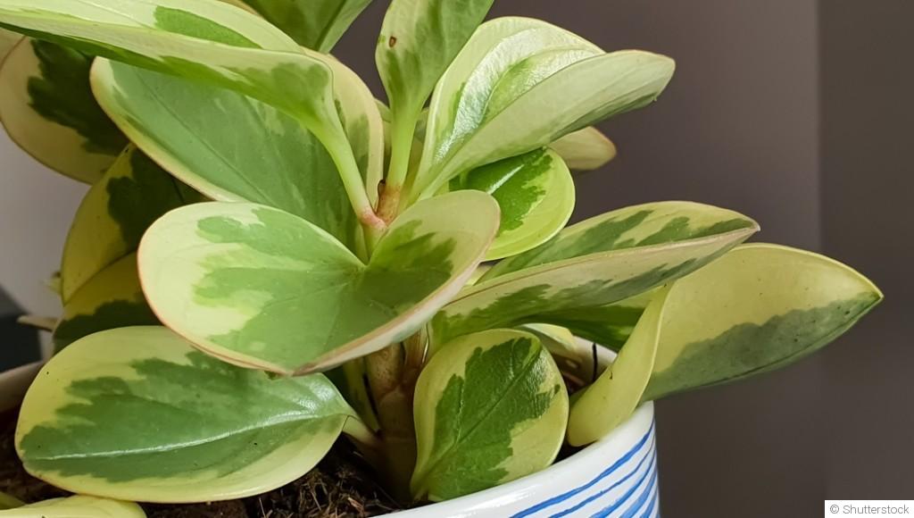 Bouture de peperomia : quand et comment bouturer un peperomia ?