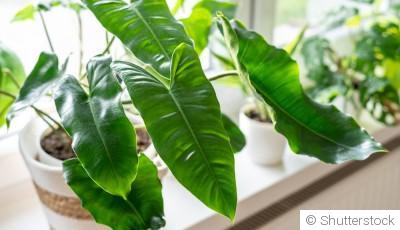 Bouture de philodendron : quand et comment bouturer un philodendron ?