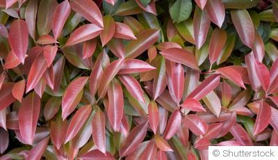 Bouture de photinia : quand et comment bouturer un photinia ?