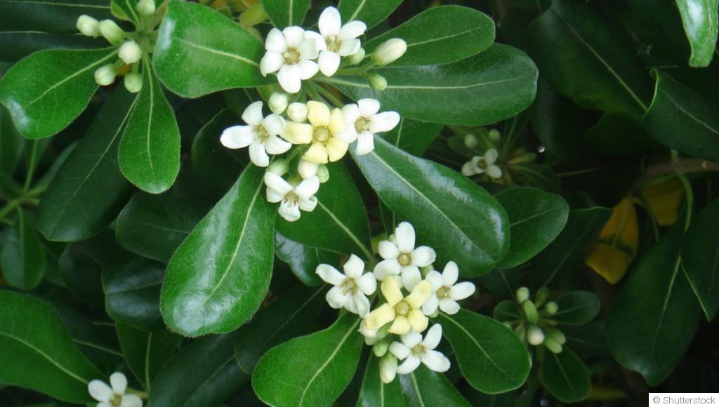 Bouture de pittosporum : quand et comment bouturer un pittosporum ?