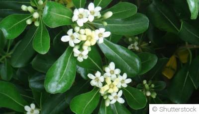 Bouture de pittosporum : quand et comment bouturer un pittosporum ?