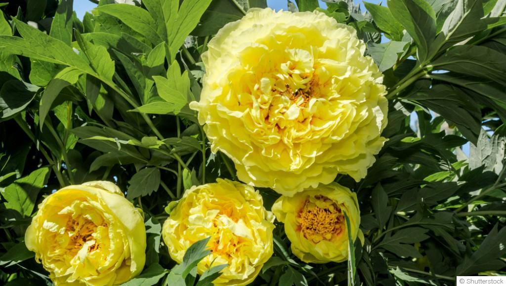 Bouture de pivoine arbustive : quand et comment bouturer une pivoine arbustive ?