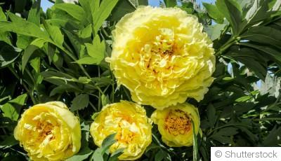 Bouture de pivoine arbustive : quand et comment bouturer une pivoine arbustive ?