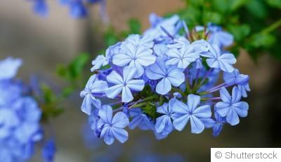 Bouture de plumbago : quand et comment bouturer un plumbago ?