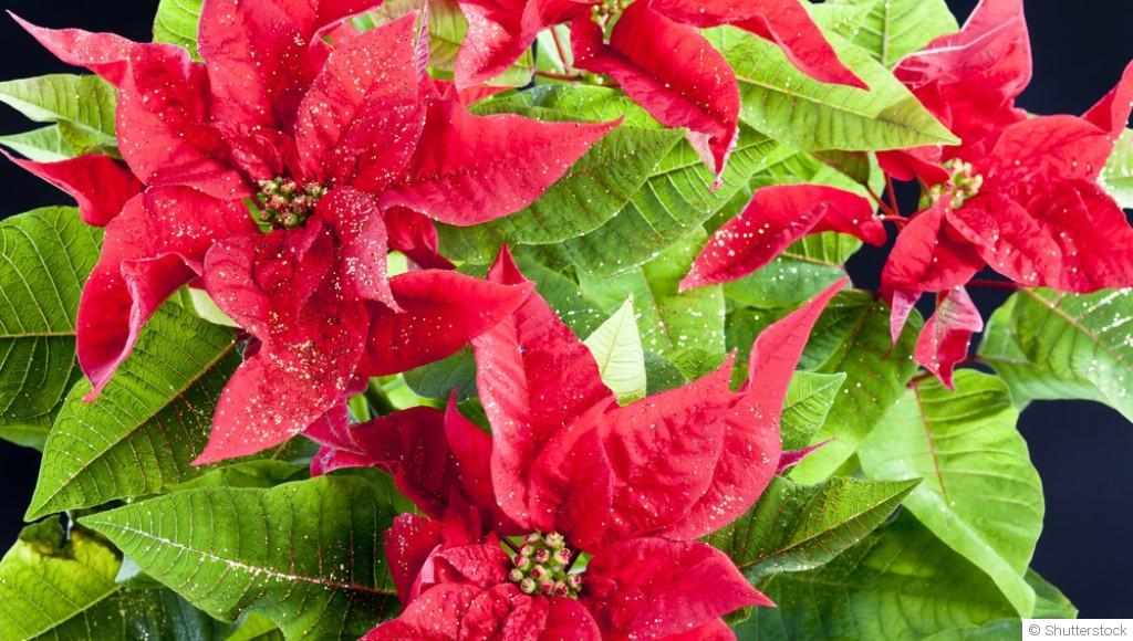 Bouture de poinsettia : quand et comment bouturer un poinsettia ?