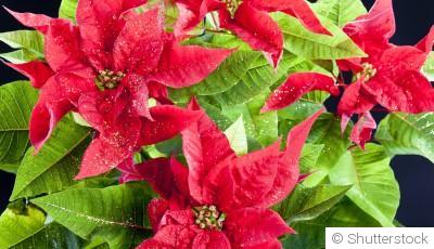 Bouture de poinsettia : quand et comment bouturer un poinsettia ?