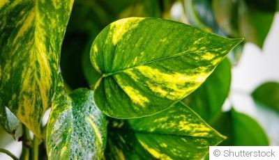 Bouture de pothos (scindapsus) : quand et comment bouturer un pothos ?