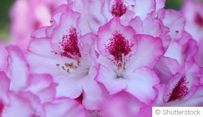 Bouture de rhododendron : quand et comment bouturer un rhododendron ?