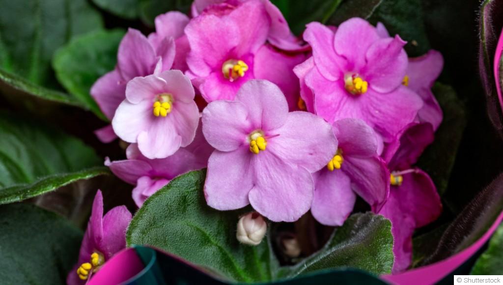 Bouture de saintpaulia : quand et comment bouturer un saintpaulia ?