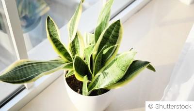 Bouture de sansevieria (Langue de belle-mère) : quand et comment bouturer une sansevieria (Langue de belle-mère) ?