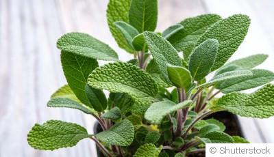 Bouture de sauge arbustive : quand et comment bouturer une sauge arbustive ?