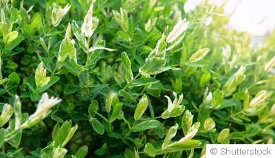 Bouture de saule crevette : quand et comment bouturer un saule crevette ?