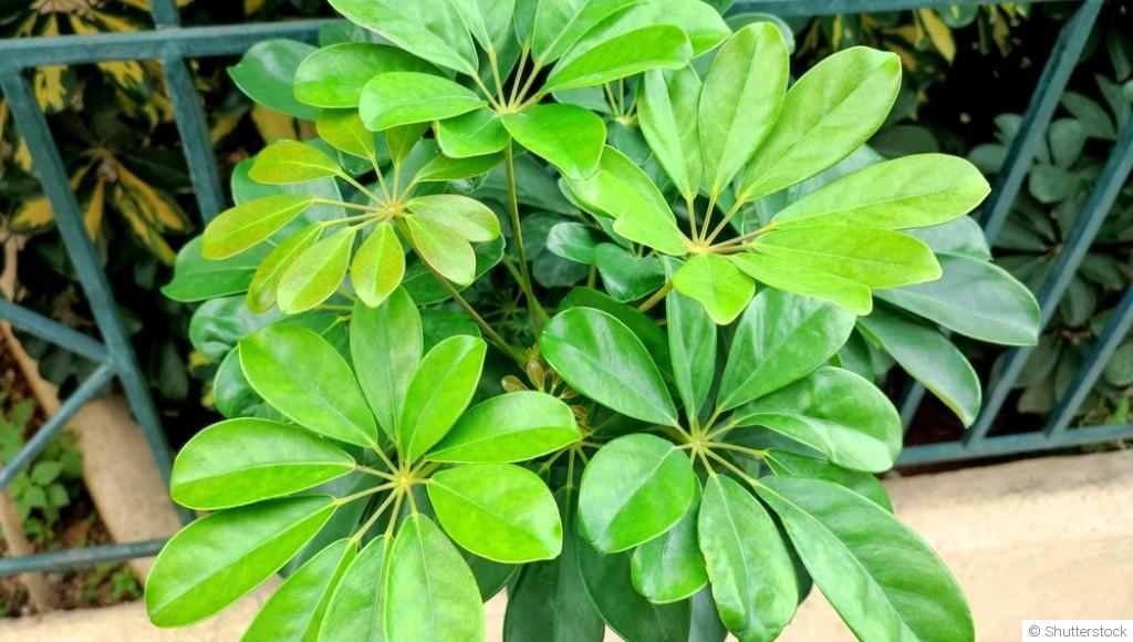 Bouture de schefflera : quand et comment bouturer un schefflera ?