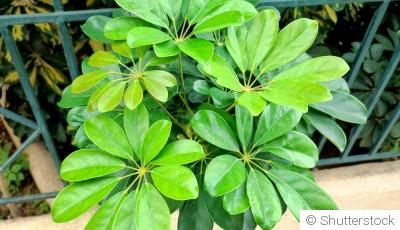 Bouture de schefflera : quand et comment bouturer un schefflera ?