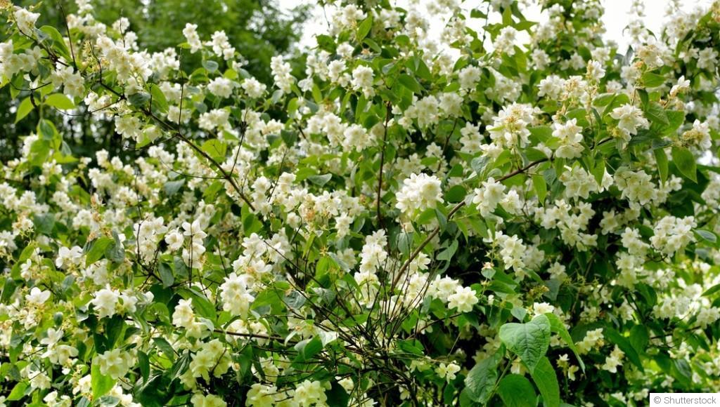 Bouture de seringat : quand et comment bouturer un seringat ?