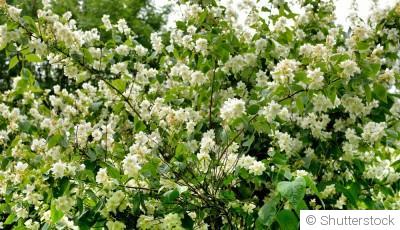 Bouture de seringat : quand et comment bouturer un seringat ?