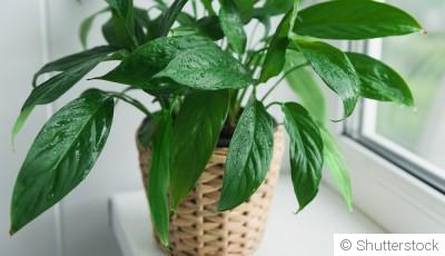 Bouture de spathiphyllum : quand et comment bouturer un spathiphyllum ?