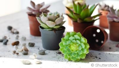 Bouture de succulente : quand et comment bouturer une plante succulente ?