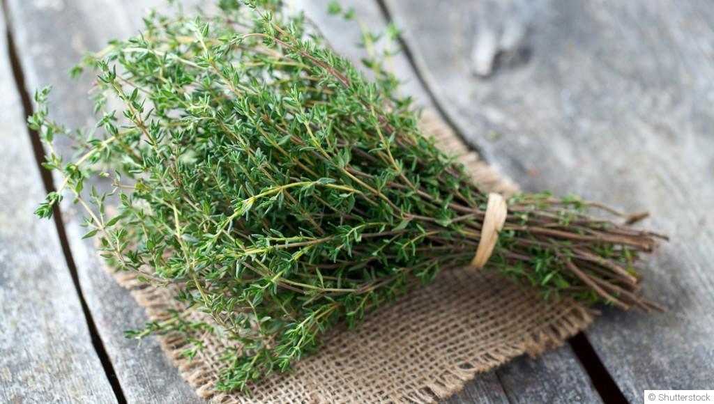 Bouture de thym : quand et comment bouturer du thym ?