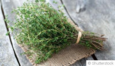 Bouture de thym : quand et comment bouturer du thym ?