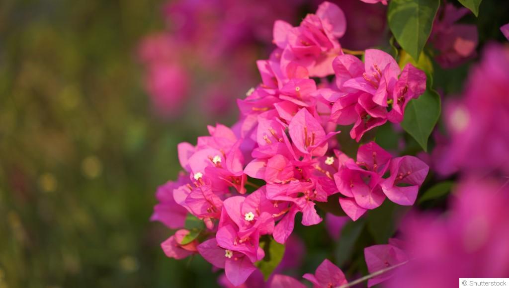 Bouture de bougainvillier : quand et comment bouturer un bougainvillier ?