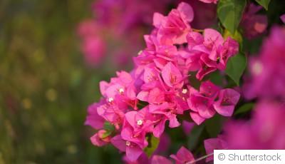 Bouture de bougainvillier : quand et comment bouturer un bougainvillier ?