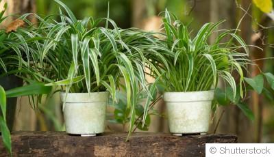 Bouture de chlorophytum : quand et comment bouturer un chlorophytum ?