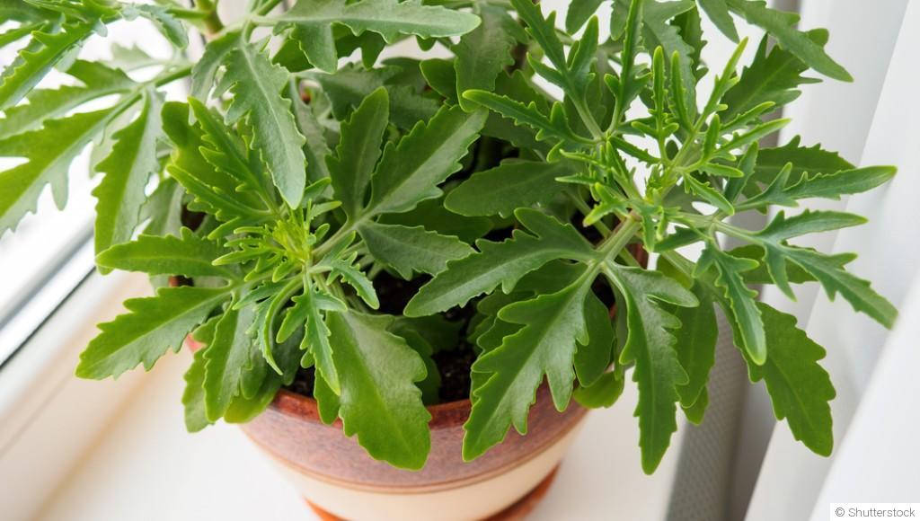 Bouture de kalanchoe : quand et comment bouturer un kalanchoe ?