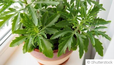 Bouture de kalanchoe : quand et comment bouturer un kalanchoe ?