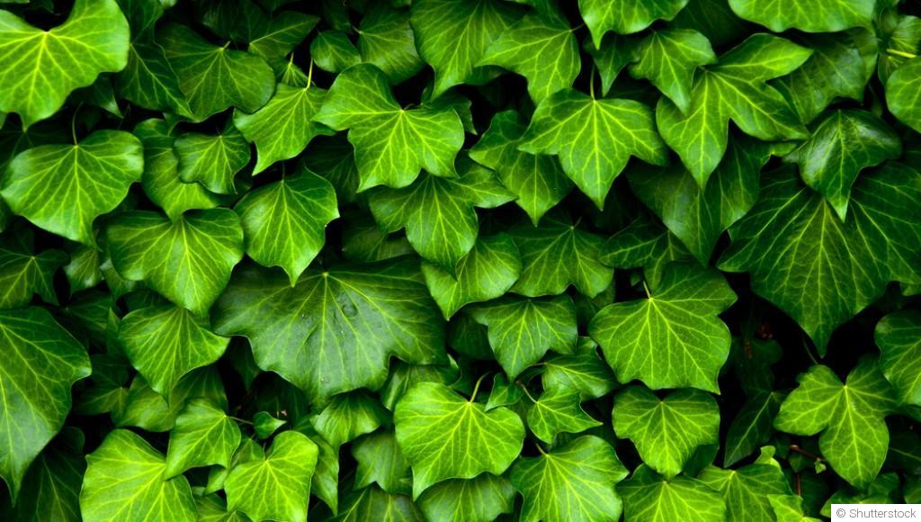 Bouture de lierre : quand et comment bouturer un lierre ?