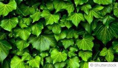 Bouture de lierre : quand et comment bouturer un lierre ?