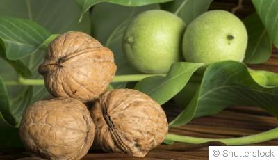 Bouture de noyer : quand et comment bouturer un noyer ?