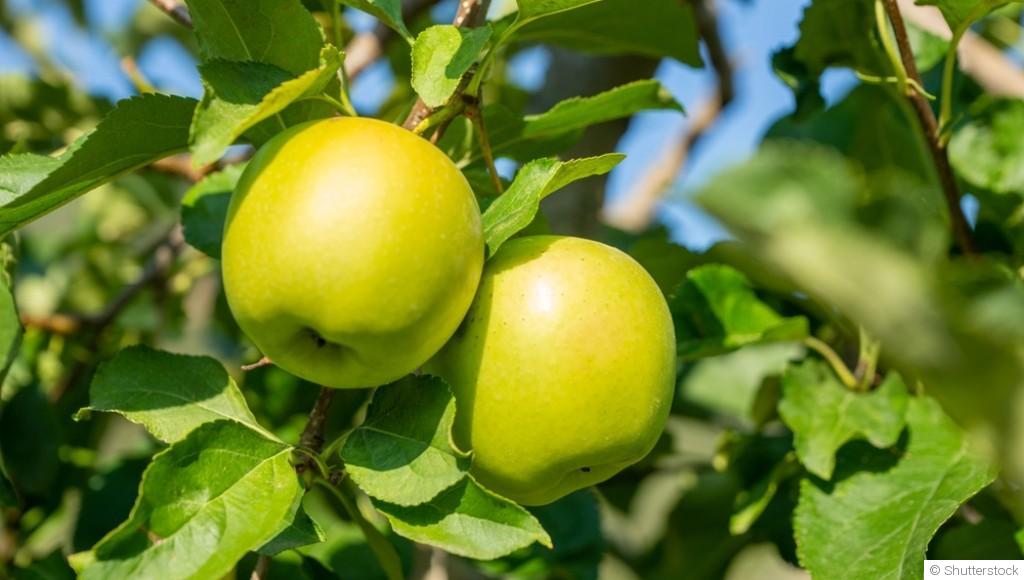 Bouture de pommier : quand et comment bouturer un pommier ?
