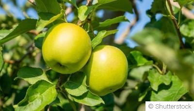 Bouture de pommier : quand et comment bouturer un pommier ?