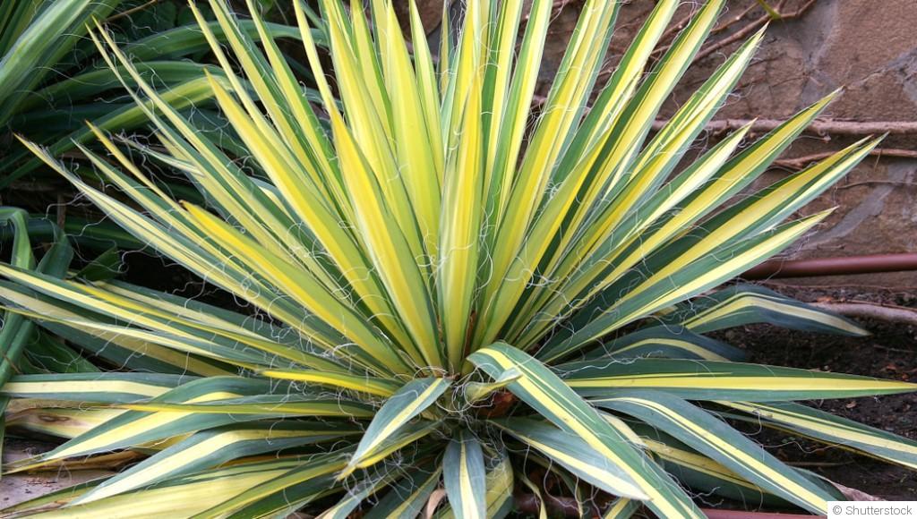 Bouture de yucca : quand et comment bouturer un yucca ?